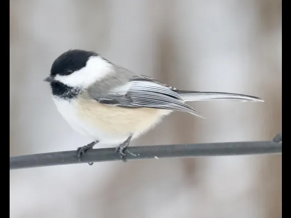 A black-capped chickadee in Framingham, photographed by Steve Forman.
