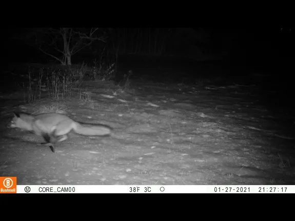 A red fox in Sudbury, photographed by Tom McGowan.