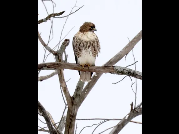 A red-tailed hawk at Breakneck Hill Conservation Land in Southborough, photographed by Steve Forman.