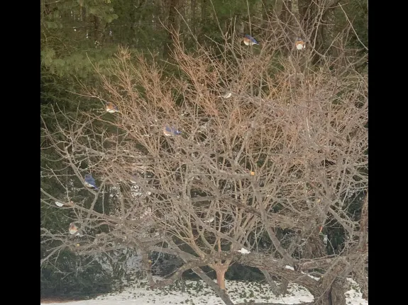 Eastern bluebirds in Sudbury, photographed by Miner Crary.