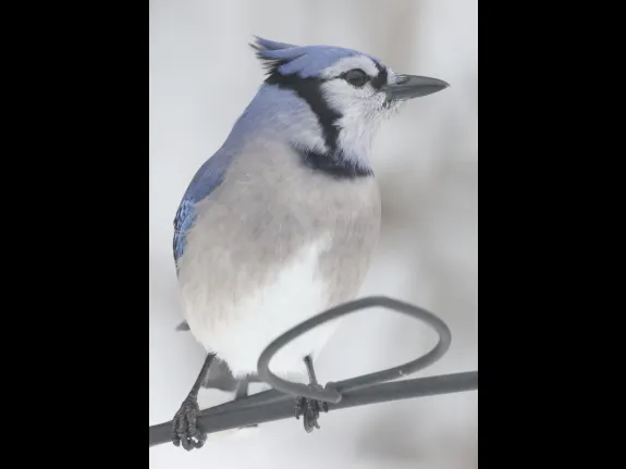 A blue jay in Framingham, photographed by Steve Forman.