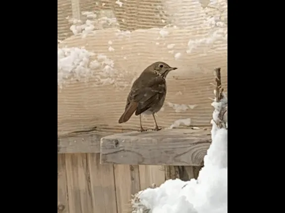 A hermit thrush in Maynard, photographed by Gail Sartori.