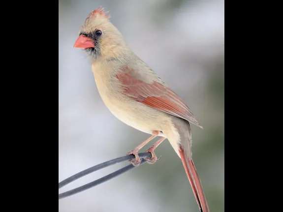 A northern cardinal in Framingham, photographed by Steve Forman.