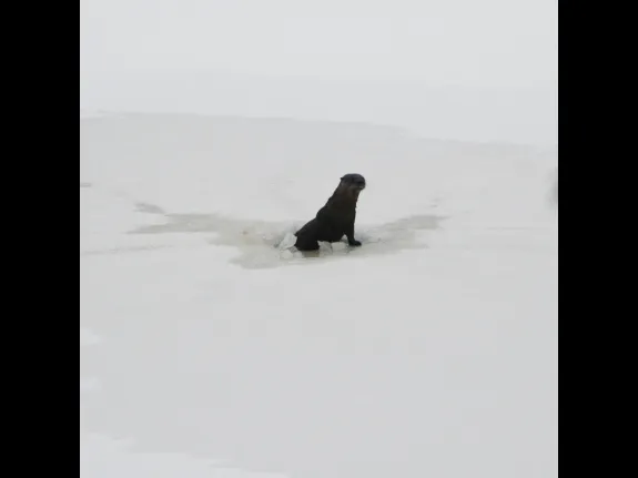 A river otter on Farrar Pond in Lincoln, photographed by Ron McAdow.