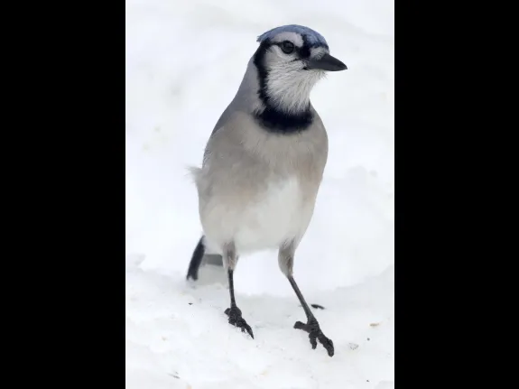 A blue jay in Framingham, photographed by Steve Forman.
