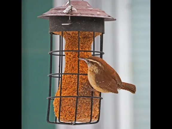 A Carolina wren in Framingham, photographed by Joan Chasan.