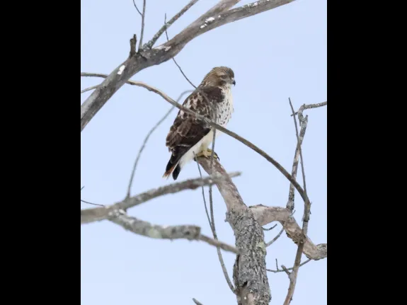 A red-tailed hawk at Breakneck Hill Conservation Land in Southborough, photographed by Steve Forman.
