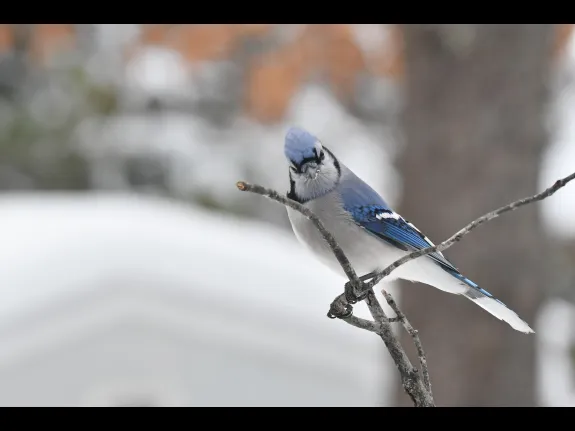 A blue jay in Maynard, photographed by Gail Sartori.