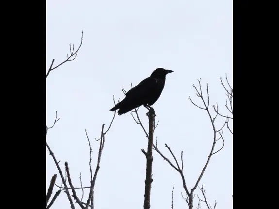 An American crow at Hager Pond in Marlborough, photographed by Steve Forman.