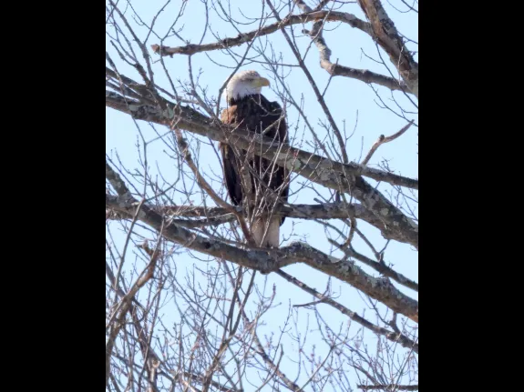 A bald eagle at Hager Pond in Marlborough, photographed by Steve Forman.