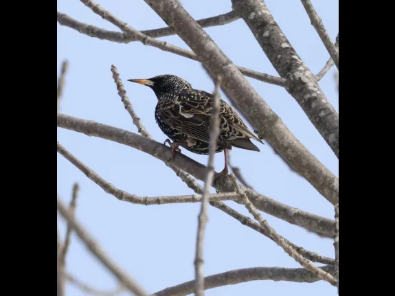 A European starling at Breakneck Hill Conservation Land in Southborough, photographed by Steve Forman.
