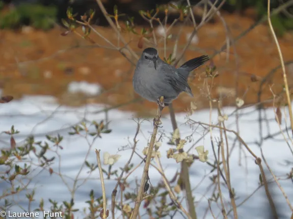 A gray catbird in Ashland, photographed by Laurene Hunt.