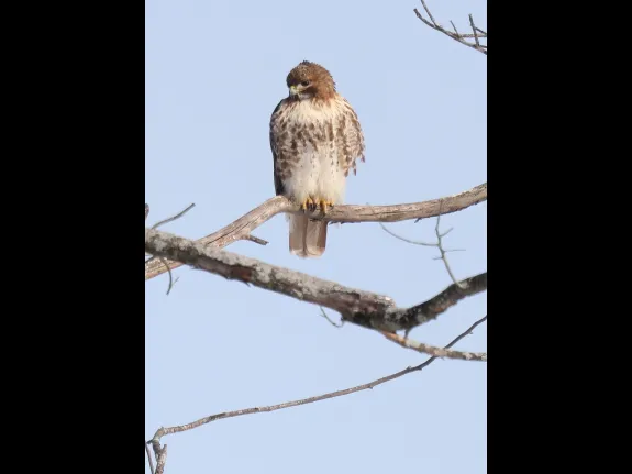 A red-tailed hawk at Breakneck Hill Conservation Land in Southborough, photographed by Steve Forman.