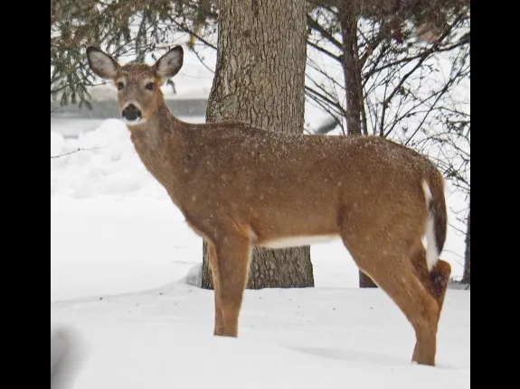 A white-tailed deer in Framingham, photographed by Joan Chasan.