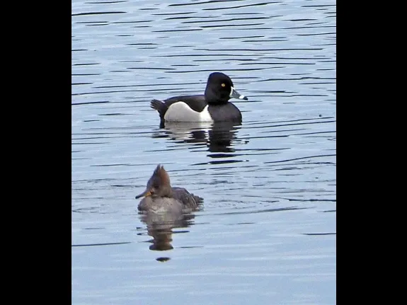 A hooded merganser (front) and a ring-necked duck (back) in Wayland, photographed by Joan Chasan.