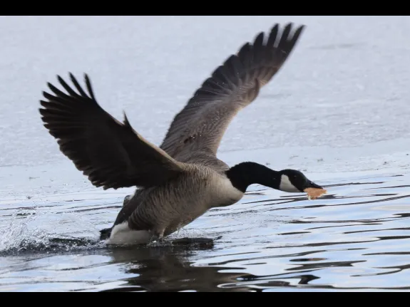 A Canada goose at Hager Pond in Marlborough, photographed by Steve Forman.