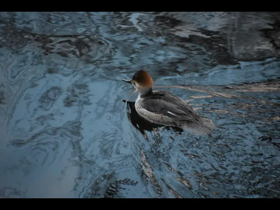 A hooded merganser on the Sudbury River in Framingham, photographed by Brendan Kearney.