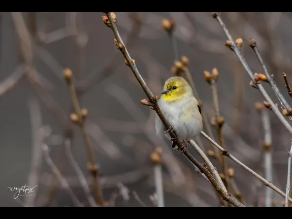 An American goldfinch in Westborough, photographed by Nancy Wright.