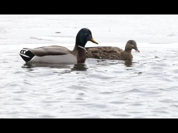 Mallards at Hager Pond in Marlborough, photographed by Steve Forman.