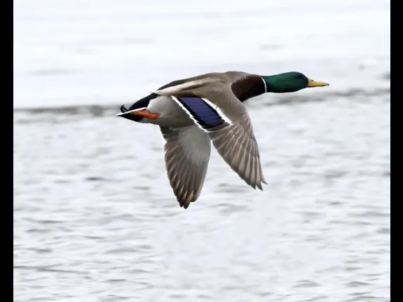A mallard at Hager Pond in Marlborough, photographed by Steve Forman.