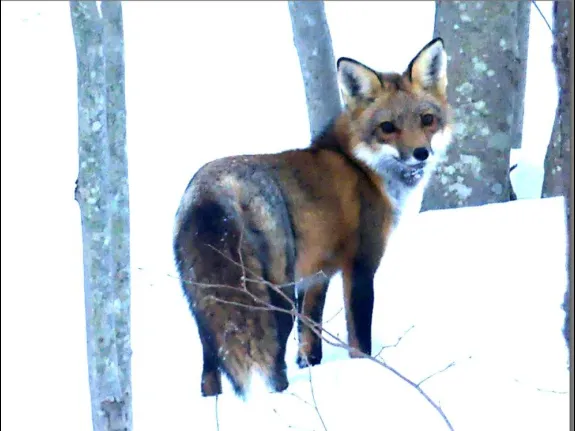 A red fox in Lincoln, photographed by Harold McAleer.