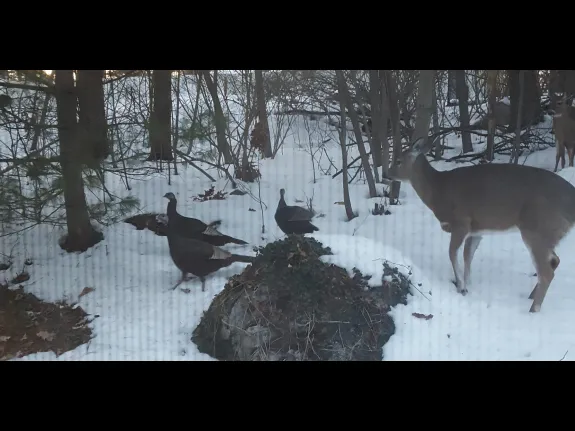 White-tailed deer and turkeys in Northborough, photographed by Stephen Bernacki.