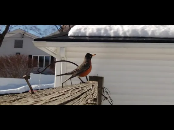 An American robin in Maynard, photographed by William Watt.