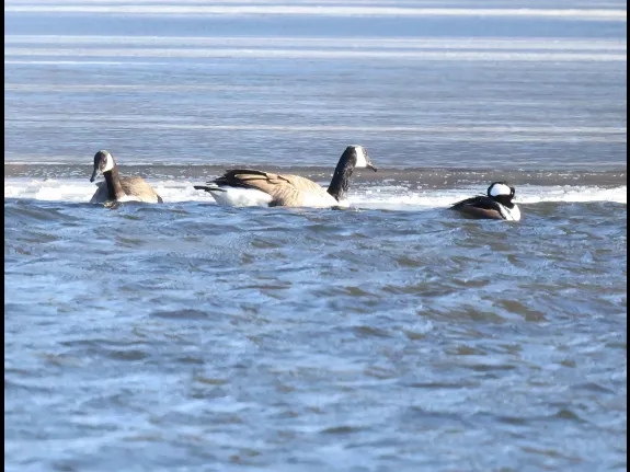 Canada geese and a hooded merganser at Hager Pond in Marlborough, photographed by Steve Forman.