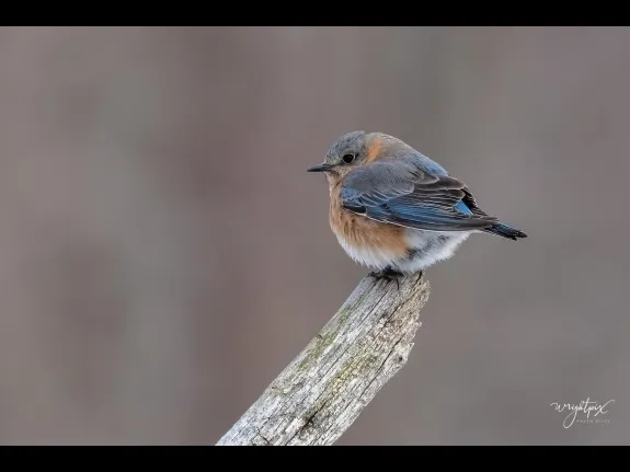 An eastern bluebird in Westborough, photographed by Nancy Wright.
