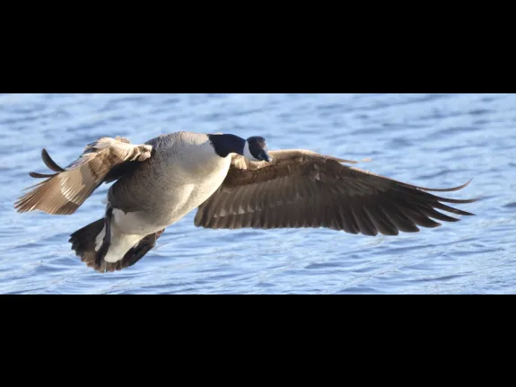 A Canada goose at Hager Pond in Marlborough, photographed by Steve Forman.