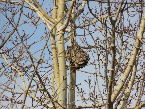 A bald-faced hornet nest in Natick, photographed by Lucian Vazquez.