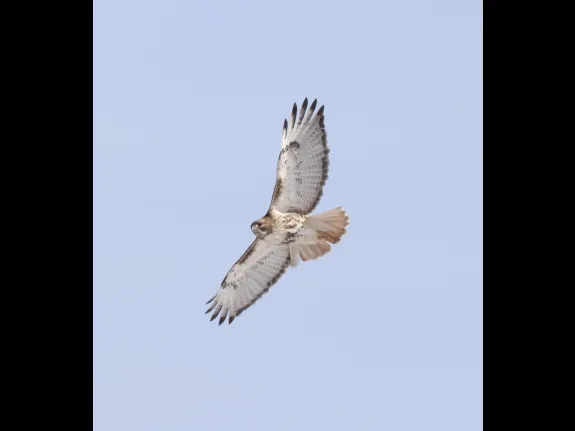 A red-tailed hawk at Breakneck Hill Conservation Land in Southborough, photographed by Steve Forman.