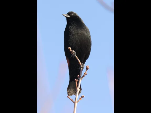 A red-winged blackbird at Great Meadows National Wildlife Refuge in Concord, photographed by Steve Forman.