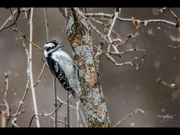 A downy woodpecker in Westborough, photographed by Nancy Wright.