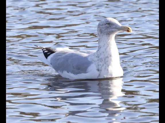 A herring gull at Hager Pond in Marlborough, photographed by Steve Forman. A herring gull at Hager Pond in Marlborough, photographed by Steve Forman.