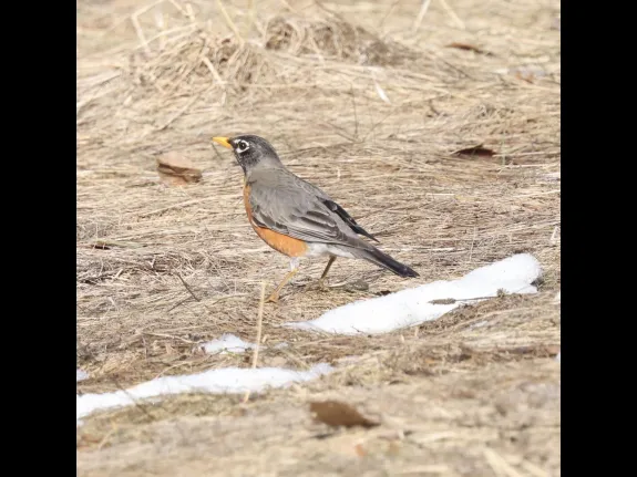 An American robin at Breakneck Hill Conservation Land in Southborough, photographed by Steve Forman.