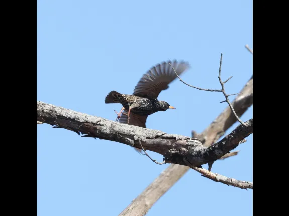 A European starling at Breakneck Hill Conservation Land in Southborough, photographed by Steve Forman.
