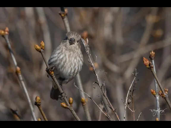 A house finch in Westborough, photographed by Nancy Wright.