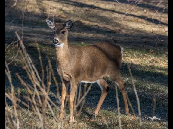 A white-tailed deer in Westborough, photographed by Nancy Wright.