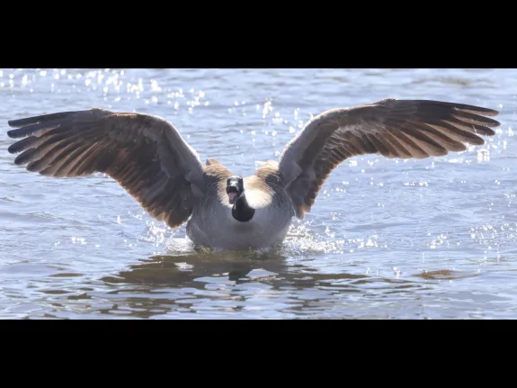 A Canada goose at Hager Pond in Marlborough, photographed by Steve Forman.