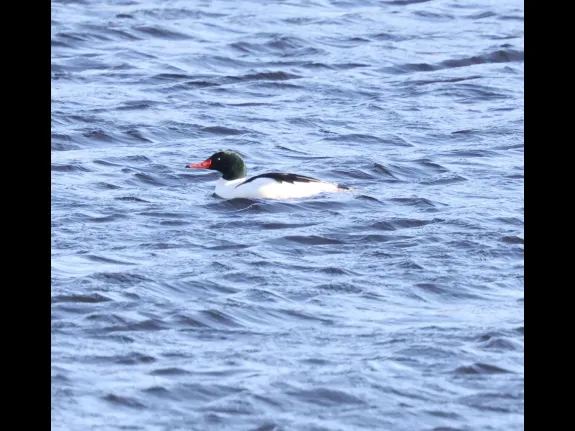 A common merganser at the Sudbury Reservoir in Southborough, photographed by Steve Forman.