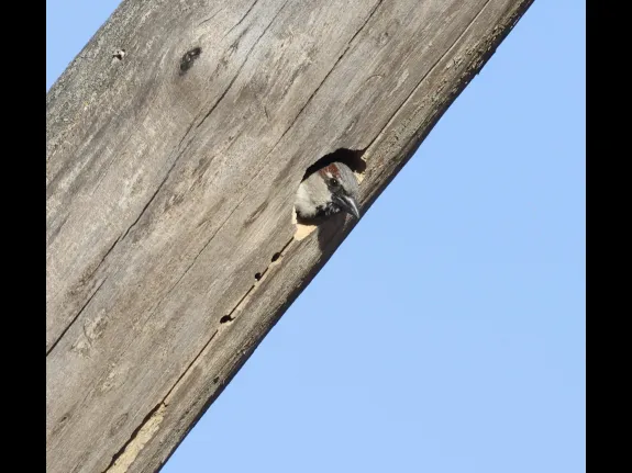 A house sparrow at Breakneck Hill Conservation Land in Southborough, photographed by Steve Forman.