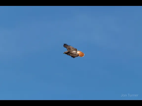 A red-tailed hawk at SVT's Lyons-Cutler Reservation in Sudbury, photographed by Jon Turner.