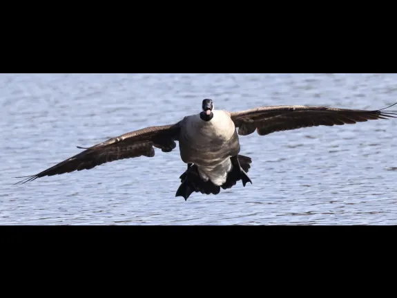 A Canada goose at Hager Pond in Marlborough, photographed by Steve Forman.