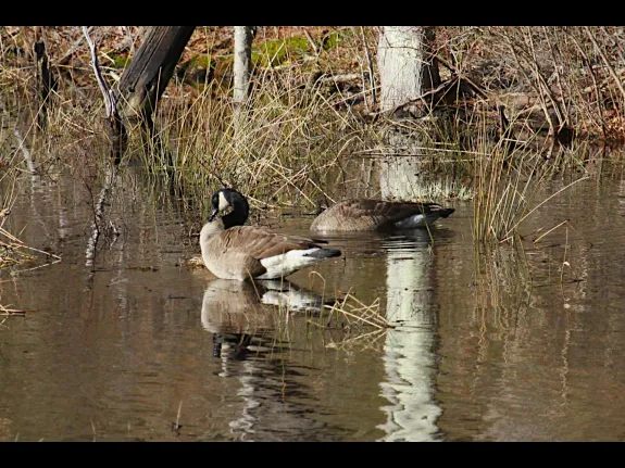 Canada geese at Assabet River National Wildlife Refuge in Maynard, photographed by Craig Smith.