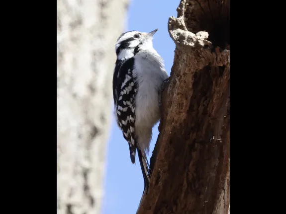 A downy woodpecker at Breakneck Hill Conservation Land in Southborough, photographed by Steve Forman.