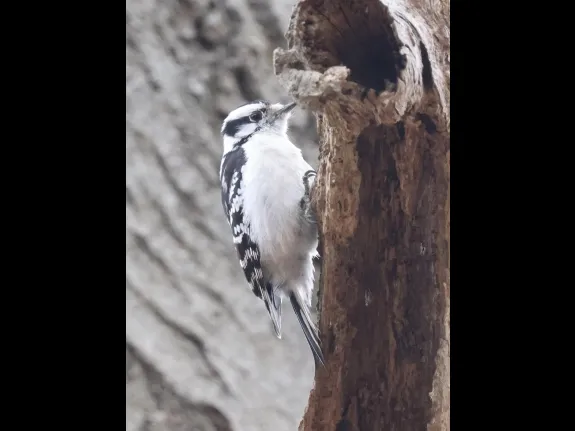 A downy woodpecker at Breakneck Hill Conservation Land in Southborough, photographed by Steve Forman.