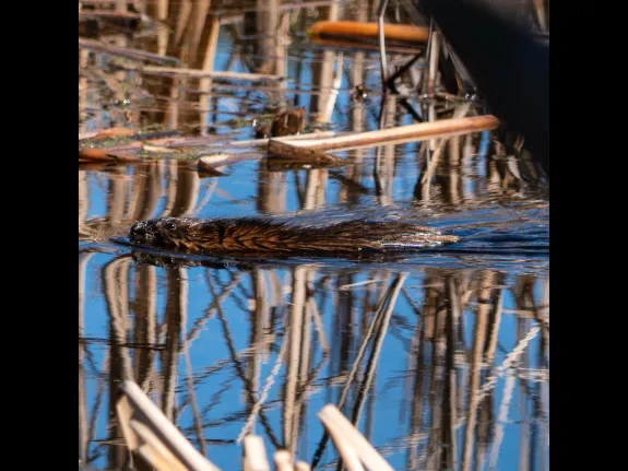 A muskrat at Upper Mill Brook Conservation Area in Wayland, photographed by Morgan Holland.