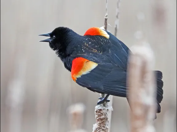 A red-winged blackbird at Great Meadows National Wildlife Refuge in Concord, photographed by Joan Chasan.