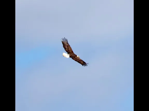 A bald eagle over the Sudbury Reservoir in Southborough, photographed by Steve Forman.